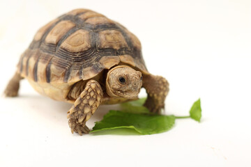 Cute small baby African Sulcata Tortoise in front of white background, African spurred tortoise isolated white background studio lighting,Cute animal