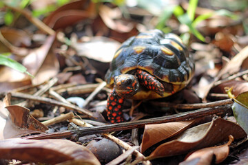 Cute small baby Red-foot Tortoise in the nature,The red-footed tortoise (Chelonoidis carbonarius) is a species of tortoise from northern South America