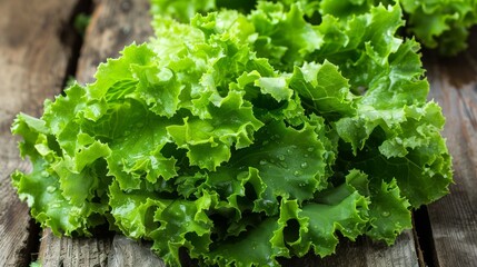 Vibrant green lettuce thriving abundantly in a controlled greenhouse environment