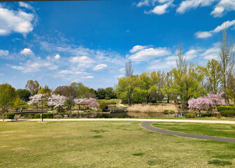 桜咲く公園の風景　玉村町北部公園