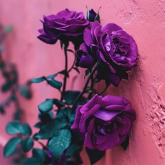  Beautiful Purple Rose Flower adorned a Pink Grunge Wall.