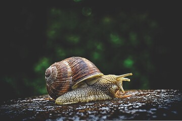 The snail, a slow-moving creature with a spiral shell, explores the world with delicate tentacles...