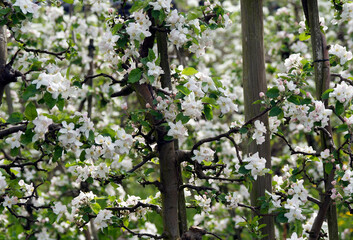 (Malus domestica) Spring flowering of domestic orchar apple trees or Apple trees. Clusters of white flowers pink tinted between a dark green foliage with slightly toothed margins 

 - obrazy, fototapety, plakaty