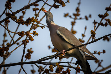 A common wood pigeon sits on a branch and eats buds on a sunny spring evening.