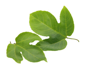 Fresh passion fruit leaves isolated on transparent background.