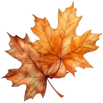 Autumn leaves in watercolor style isolated on transparent background
