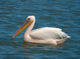 Fototapeta na wymiar Great white pelican (Pelecanus onocrotalus) resting on the waters of Walvis Bay lagoon, Namibia