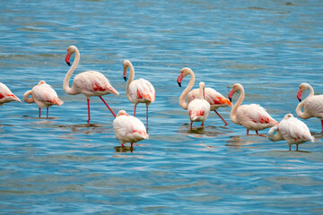 Huge flocks of great flamingos on the lagoon of Walvis Bay, Namibia