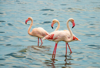 Great flamingos performing their ritual mating dance on the lagoon of Walvis Bay, Namibia