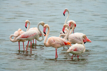 Flock of great flamingos on the lagoon of Walvis Bay, Namibia