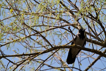crow on a branch of a tree