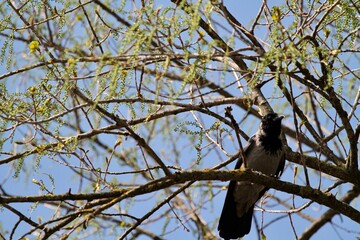 black crow on the branches of a tree
