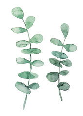 Watercolor eucalyptus. Vector illustration of green branches