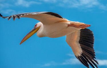 Great white pelican (Pelecanus onocrotalus) in flight, Walvis Bay, Namibia, Southern Africa