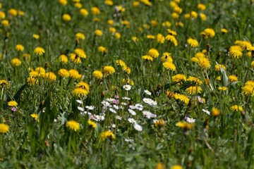 green meadow full of yellow flowers and daisies