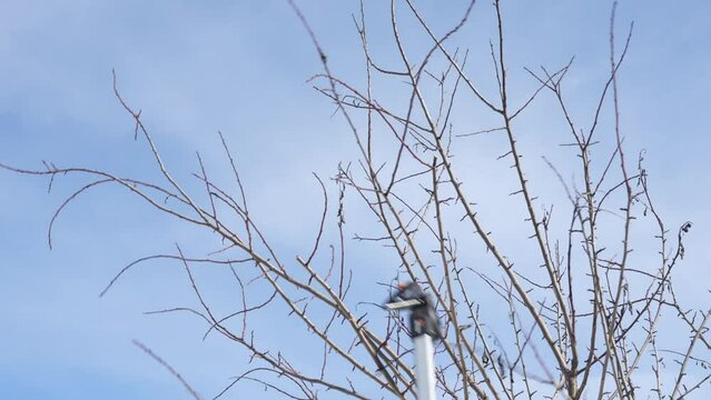seasonal work in the garden, trimming fruit trees with telescopic pruners