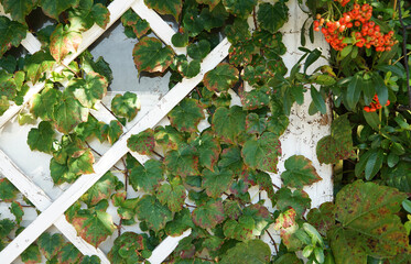 Green leaves of ivy and small red flowers on the wall of a building