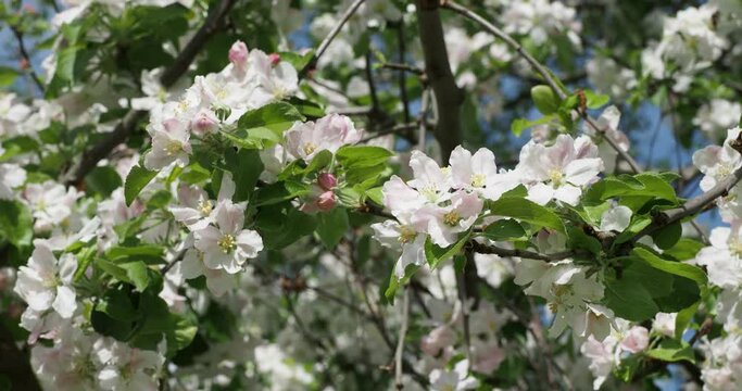 Wild apple trees (Malus sylvestris). Clusters of white flowers with yellow stamens, pinkish buds blossoming on grayish stems with a green, stiff and shiny foliage, slightly toothed
