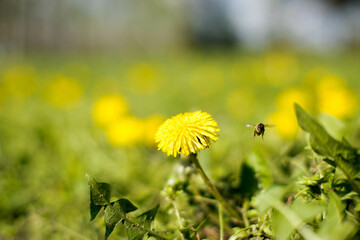 Łąka kwietna, pszczoła.