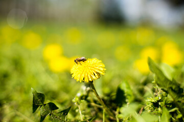 Łąka kwietna, pszczoła. - obrazy, fototapety, plakaty