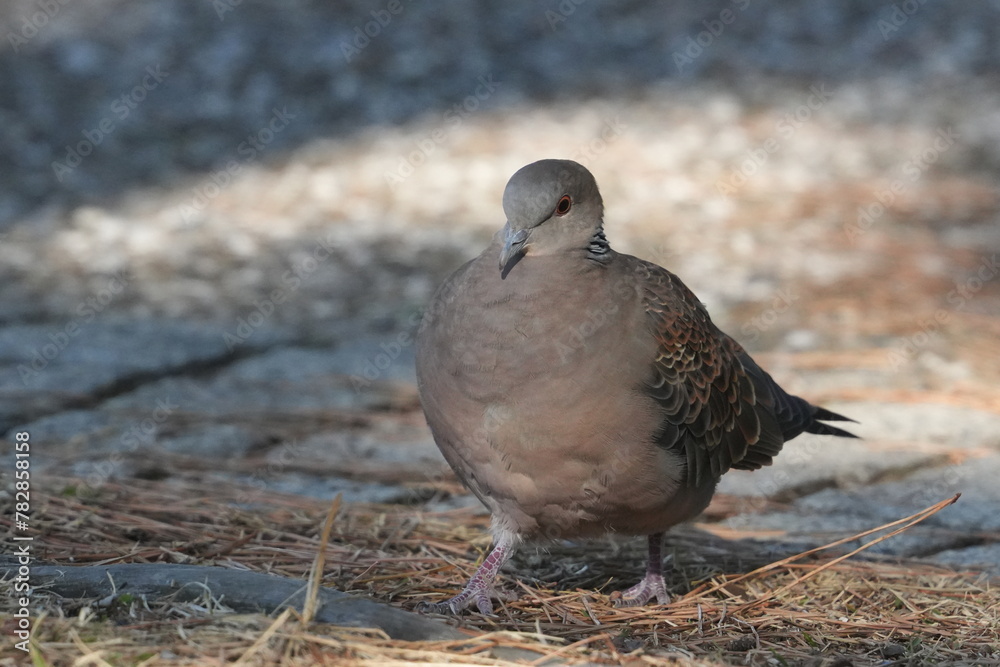 Wall mural turtle dove in a field