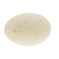 This is a photo of a duck egg.
