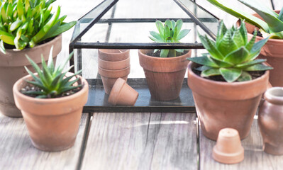 different suculent plants in flower pots with a mini greenhouse on wooden table - 782859153