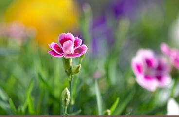 closeup up on beautiful pink flowers of carnation-dianthus chinensis- blooming  in green leaf in a garden - 782859157