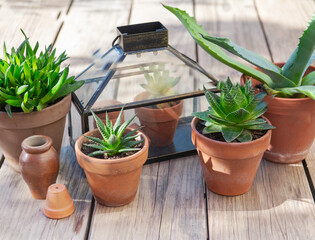 different suculent plants in flower pots with a mini greenhouse on wooden table - 782859171