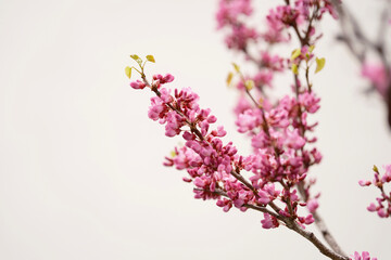 春に咲く花　ハナズオウ