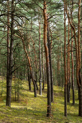 Kiefernwald auf einer Sanddüne bei Mücka im Biosphärenreservat Oberlausitzer Heide- und...