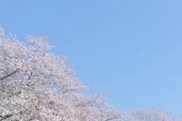 Foto op Plexiglas 桜 © naka