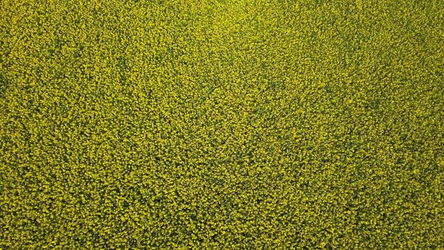 Campo agricolo coltivato con colza in primavera