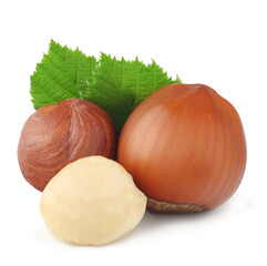 Hazelnuts isolated on a white background