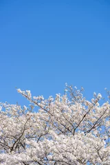 Tuinposter 桜 © naka