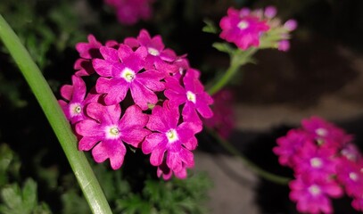 Pink flowers at night ,in flashlight, selective focus 
