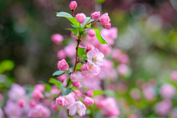 春に咲く花　ハナカイドウ