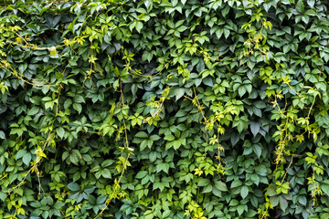 Green hedge of leaves of wild grapes. Dense hedgerow. Natural texture. Plant background. Beautiful...