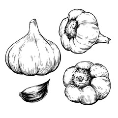 Garlic vintage vector food sketch drawing