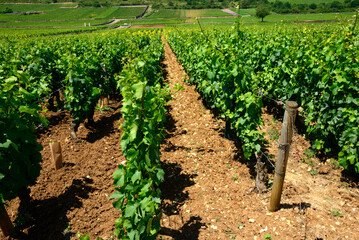 Fototapeta na wymiar Puligny-Montrachet, Côte de Beaune, Cote d'Or, Burgundy, Bourgogne-Franche-Comté, France, Europe - Burgundy vineyards landscape
