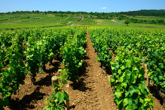 Puligny-Montrachet, C&ocirc;te de Beaune, Cote d'Or, Burgundy, Bourgogne-Franche-Comt&eacute;, France, Europe - Burgundy vineyards landscape