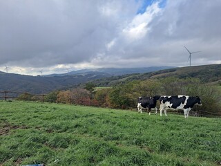 cows in the mountains