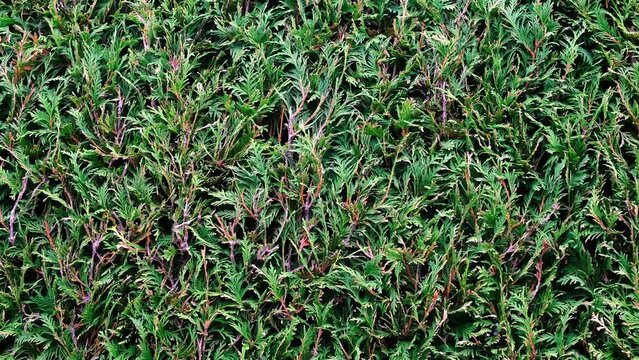 Green trimmed thuja background. Natural wallpaper. Garden care. Hedgerow texture. Thuja leaves. Front view. High quality 4k footage
