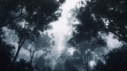 A surreal forest landscape, with the dark outlines of trees dramatically set against a misty white sky.  - obrazy, fototapety, plakaty