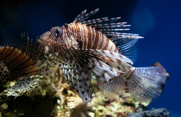 Naklejka na ściany i meble Close up of Lion fish swimming in blue water. Fish in aquarium