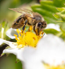 Bee on a strawberry flower. Close-up
