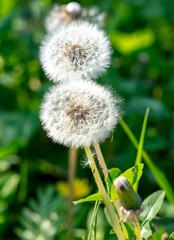Fluffy dandelions in nature in spring