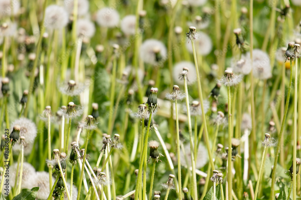 Canvas Prints fluffy dandelions in nature in spring