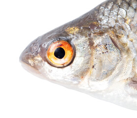 Close up of roach fish isolated on white background