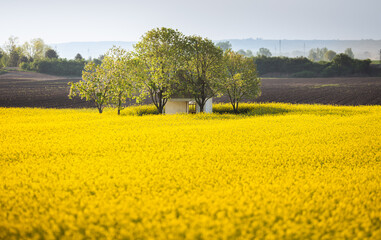 Canola field with old farm house in sunset - 782864915